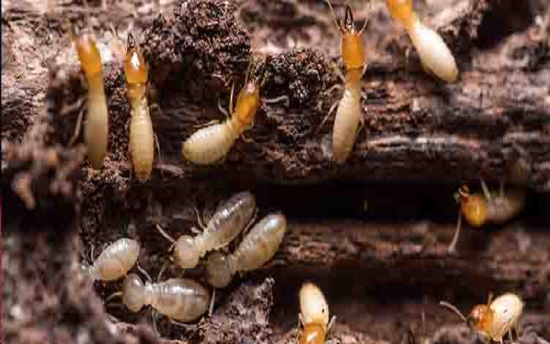 Termite Treatment(Pre/Post)